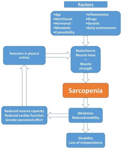 Ciclo de retroalimentación causa/consecuencia de la sarcopenia