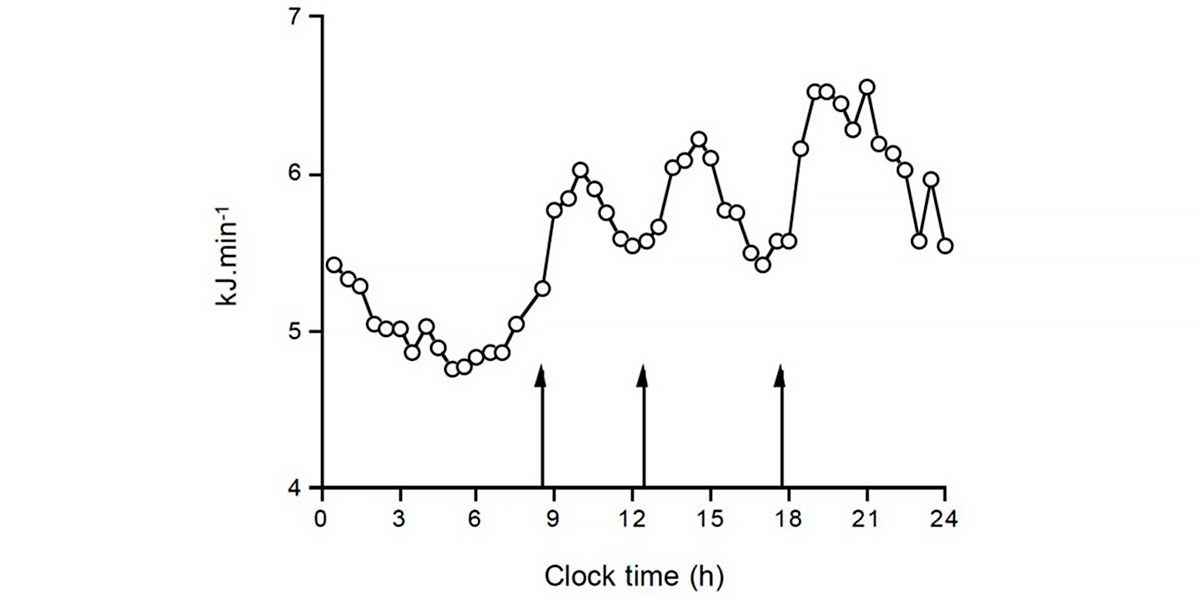 Fluctuación del gasto energético