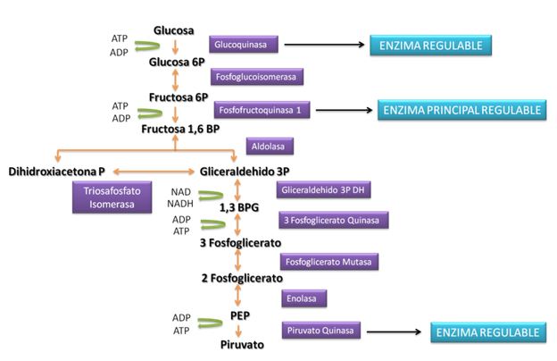 glucolisis