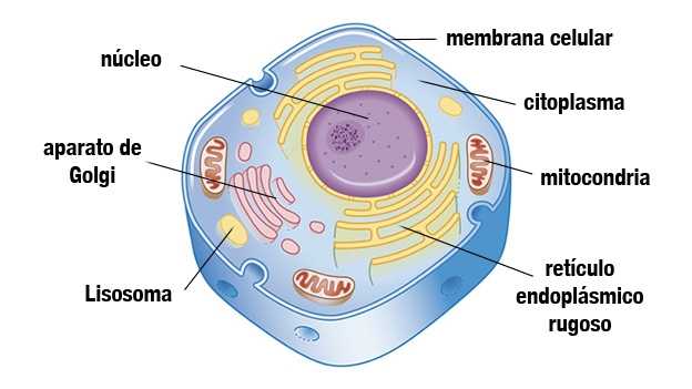 membrana-celular