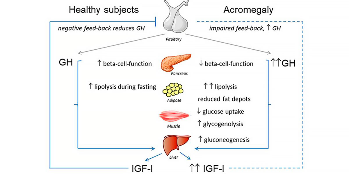Síntesis de la hormona de crecimiento
