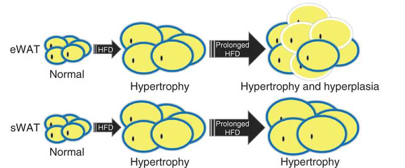 ipertrofia-e-iperplasia