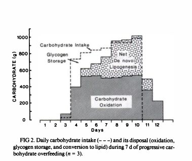 apporto-di-carboidrati-giornaliero