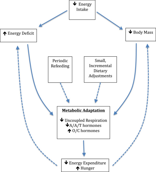 adaptacion-metabolica