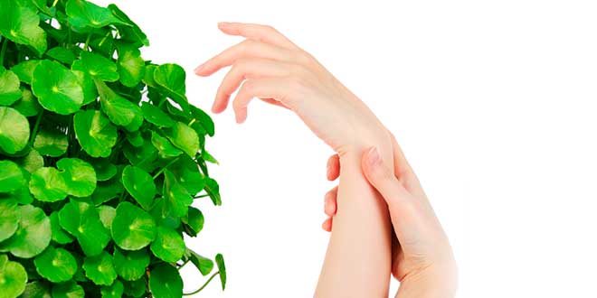 Centella