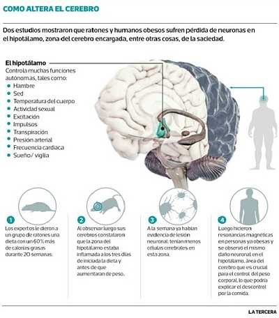 como-alterar-el-cerebro