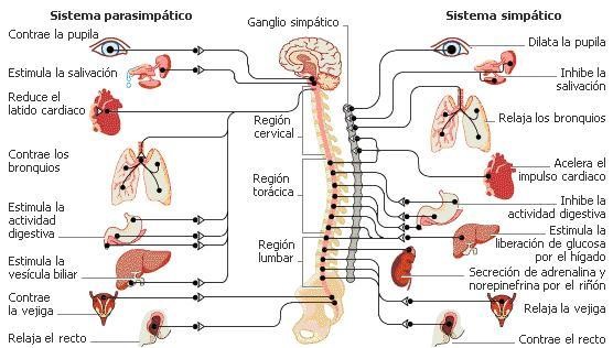 sistema-nervioso