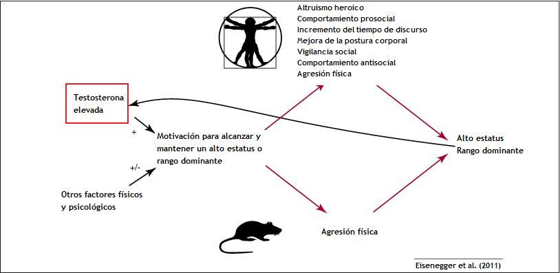 Testostérone et agressivité