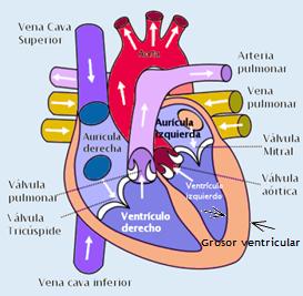 corazon