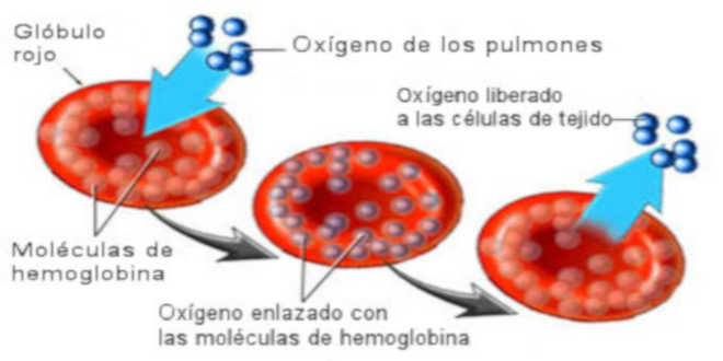 Absorción hierro en el cuerpo