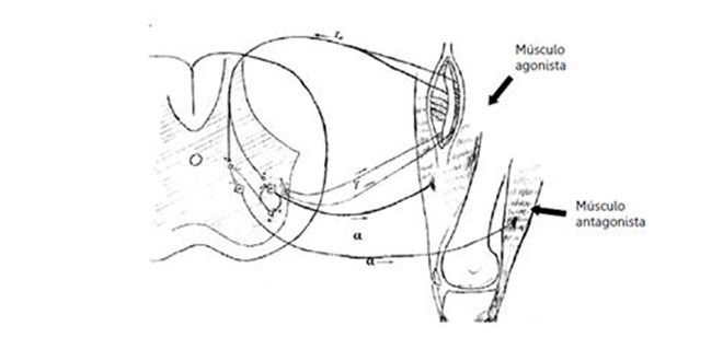 coactivacion-triceps