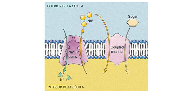 exterior-celula