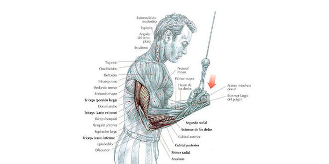 extesion-triceps