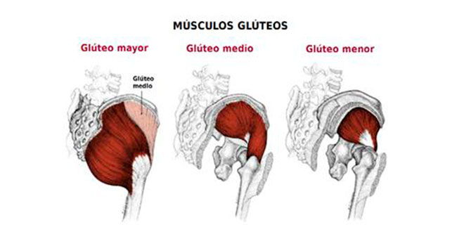 musculos-gluteos