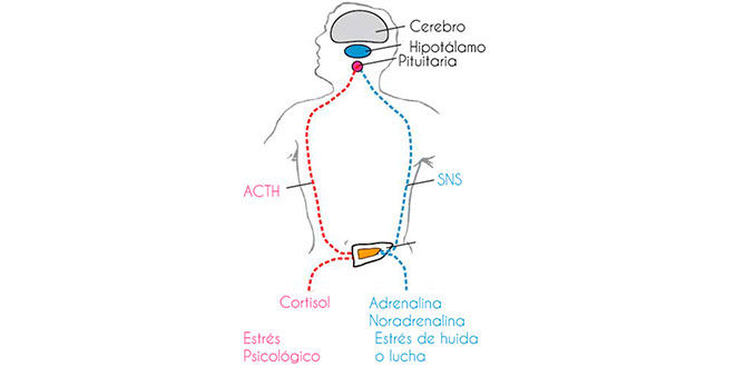 cortisol