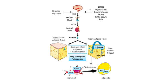 grasa-abdominal