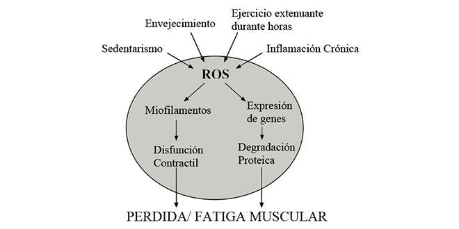 perdida-fatiga-muscular