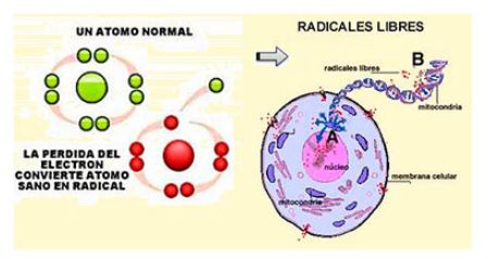 Átomo y Radical Libre