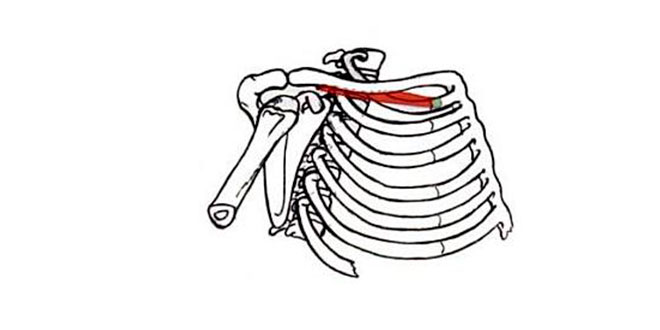 clavicula