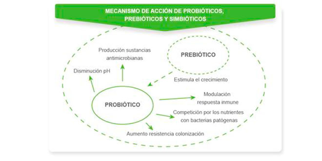 Mecanismo de la Probiótica mecanismo accion probioticos