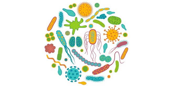 Probiotiques