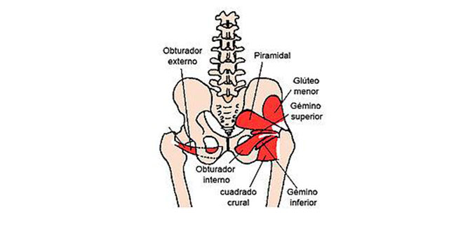 rotador-externo-cadera