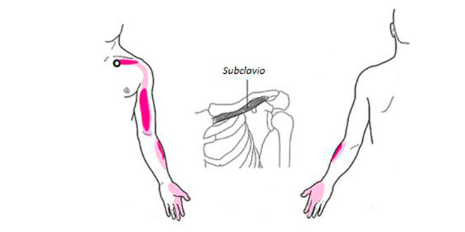 subclavio