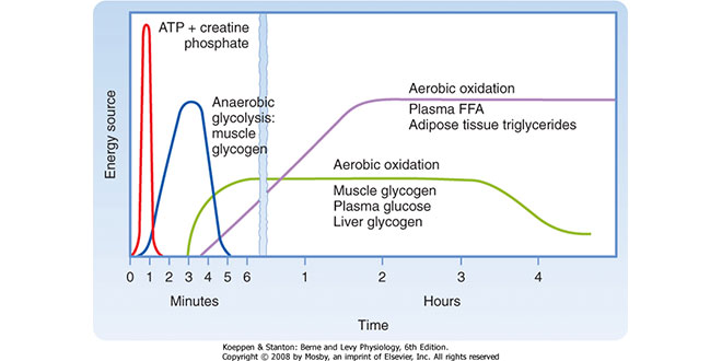 Sustrato Energético de Alta Intensidad