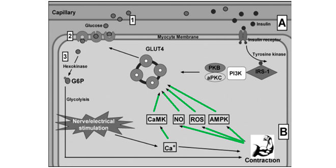 contraccion-muscular