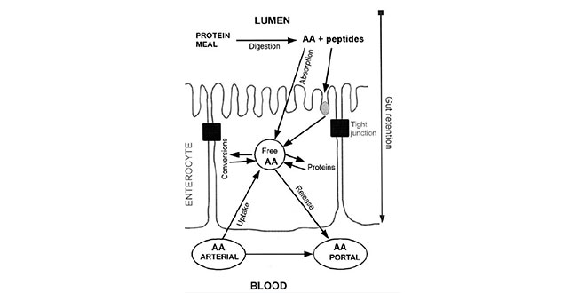 aminoacidos-en-sangre