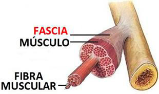 fascia-muscular