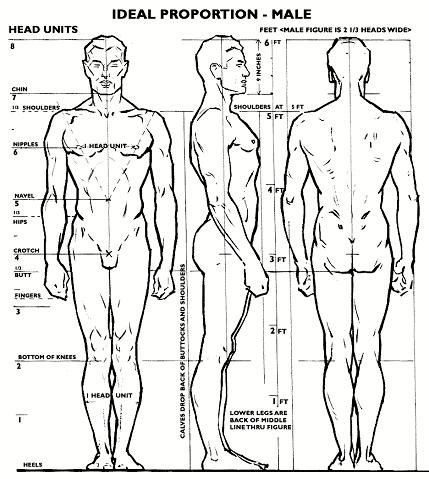 proporcion-masculina-ideal