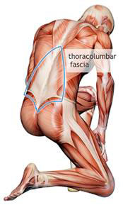thoracolumbar
