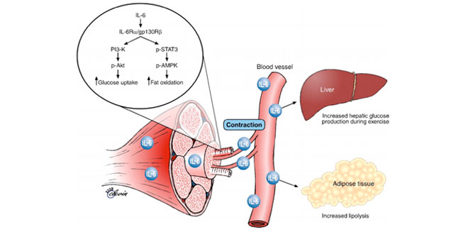 contraccion-muscular