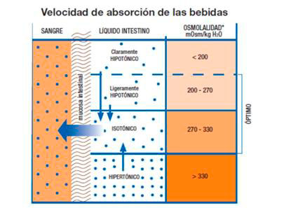 velocidad-absorcion-bebidas