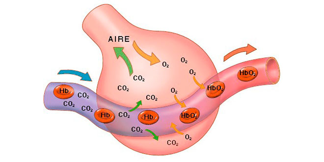 cociente-respiratorio