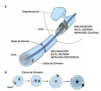 desarrollo-motor