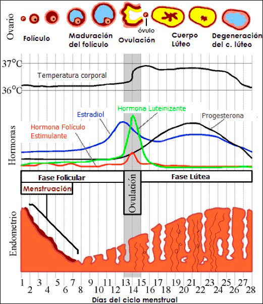 ciclo-menstrual
