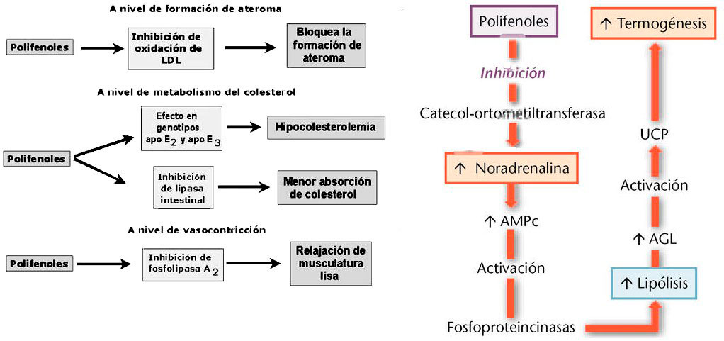 polifenoles-chocolate