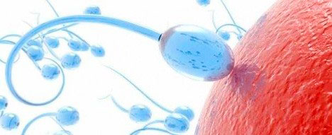 espermatozoides