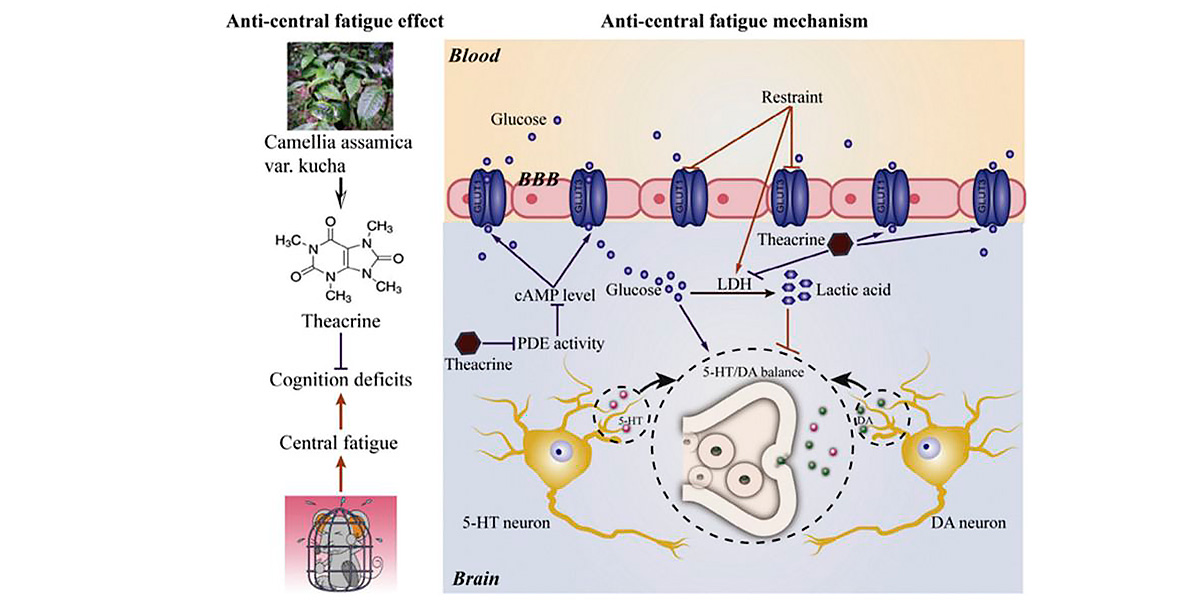 Potenziale della teacrina