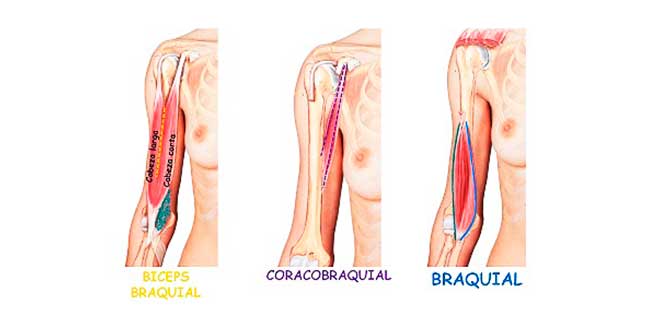 biceps-braquial