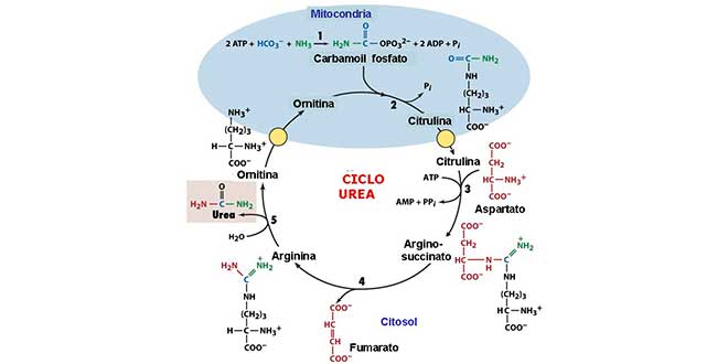 ciclo-urea