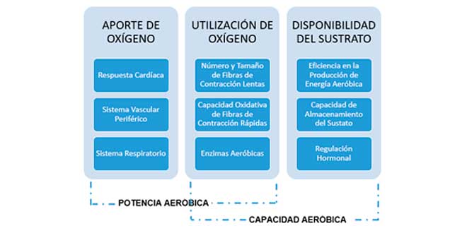componentes-vias-aerobicas