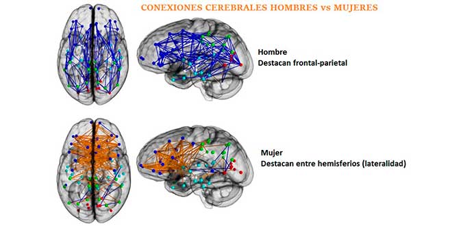 conexiones-cerebrales