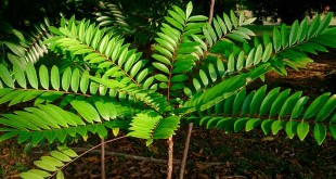 Planta Eurycoma Longifolia