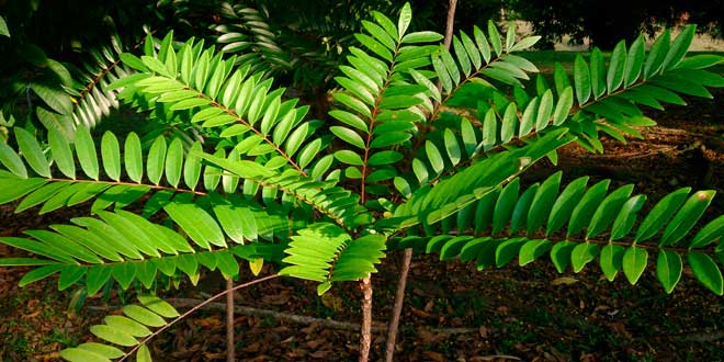 Eurycoma Longifolia aumenta la producción de testosterona Eurycoma Longifolia aumenta la producción de testosterona