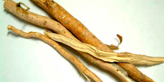 extracto-eurycoma-longifolia