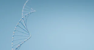 Qué es la síntesis de proteínas y cuáles son sus etapas