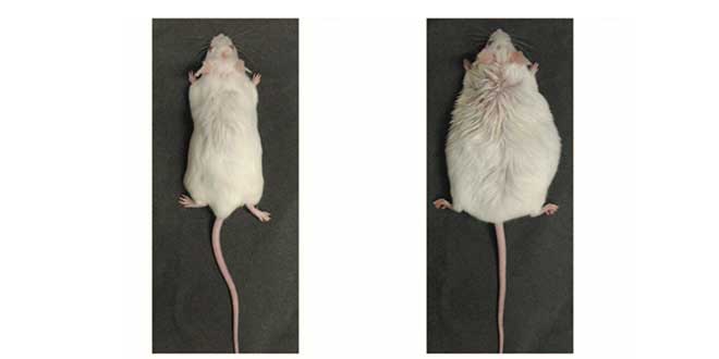 ratones
